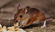 24 Hour & Emergency Exterminators in Greensburg, LA